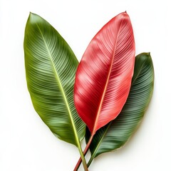 Tropical leaves in green and red hues display their intricate patterns against a clean white backdrop, emphasizing natural beauty