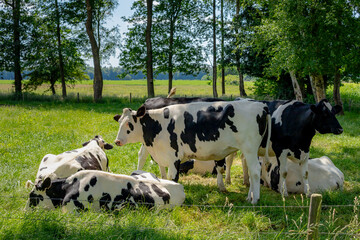 Flock of black and white Dutch cows standing on green meadow and trees, Typical summer landscape in Holland, Open farm with dairy cattle on the grass field, Livestock in countryside of the Netherlands