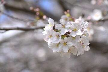 一枚一枚花びらが見える桜