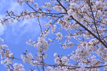 青空を背景に満開に咲く桜