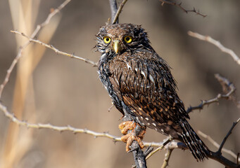 A Pearl Spotted Owlet that is absolutely drenched