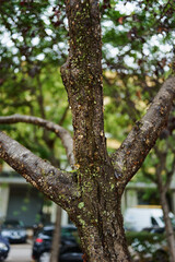 Vertical view of resin-covered tree