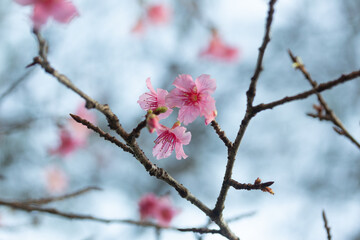 pink cherry blossom
