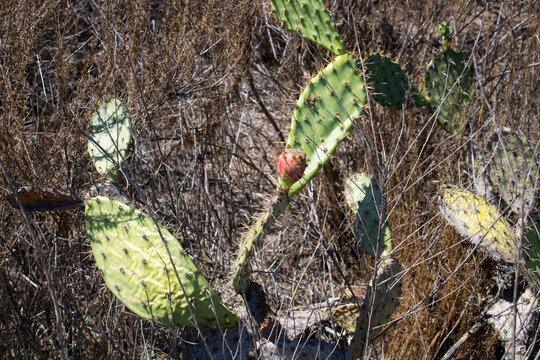 spiky green desert cactus with bloom