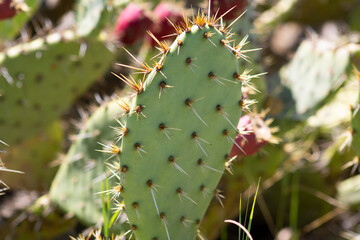 spiky green desert cactus with bloom © Elizabeth
