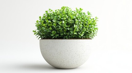 an indoor plant white marble pot on white background