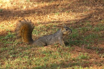 squirrel relaxing in afternoon sun beneath trees
