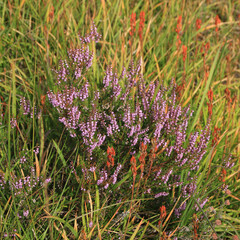 Erica, pink flowers growing in Rogaland, Norway.