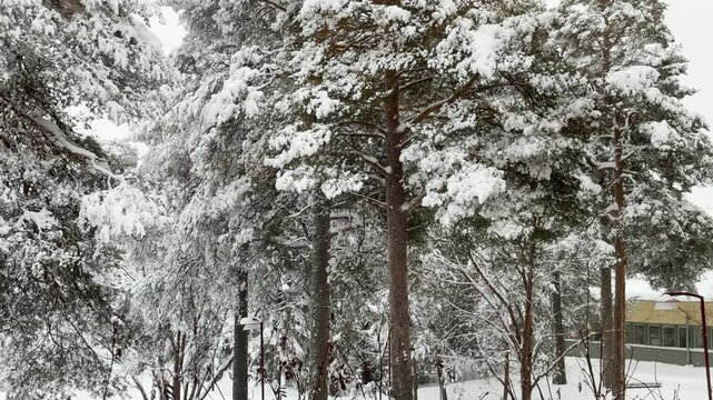 Beautiful snowfall in 4K video in nature background with branched trees around during the Winter. Cold weather. 4K copyspace.
