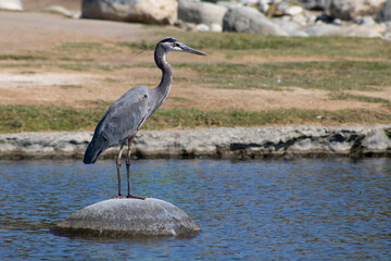 crane bird standing on rock in middle of water