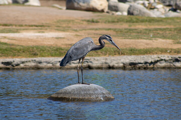 crane bird standing on rock in middle of water