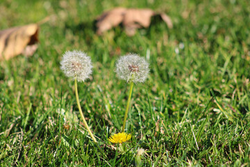 white dandelion weed blooms in field