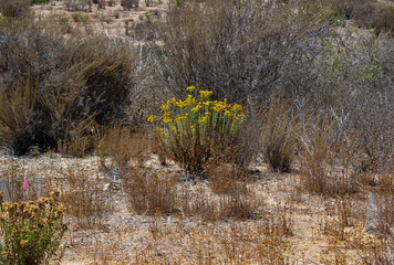 yellow blooms on desert plant