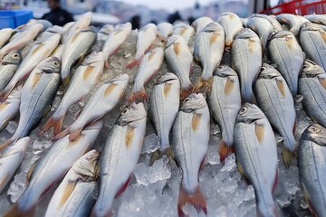 Multiple fish are arranged in a symmetrical pattern on a bed of ice at a market, showcasing freshness and quality