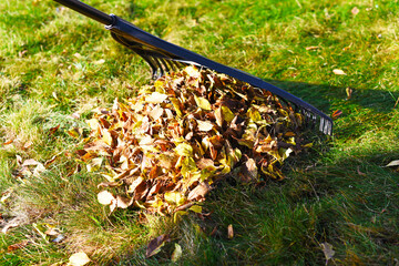 Rake with fallen leaves at autumn. Gardening during fall season. Falling leaves natural background. Czech Republic, Europe.