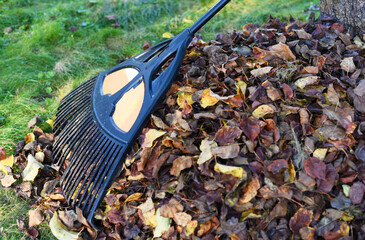Rake with fallen leaves at autumn. Gardening during fall season. Falling leaves natural background. Czech Republic, Europe.