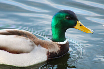 mallard duck green face close up profile