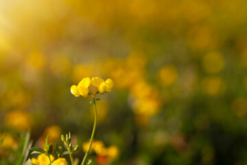 Spring. Wild flowers. Colorful nature background. 