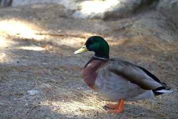 mallard duck with green head and yellow beak