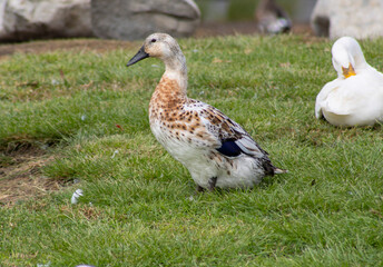 female duck with white and light brown speckled feathers standing in meadow