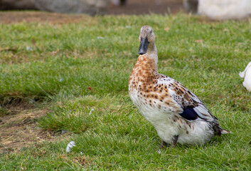 female duck with white and light brown speckled feathers standing in meadow