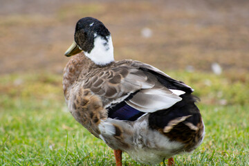 male duck with black, white, and brown feathers standing in grassy meadow