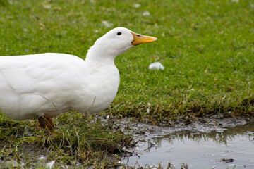 white duck with yellow beak drinking water from muddy puddle