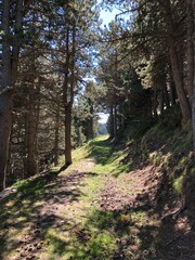 path in the woods of Nuria