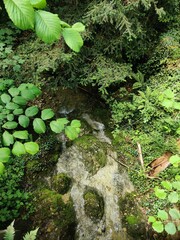 green moss on the rocks