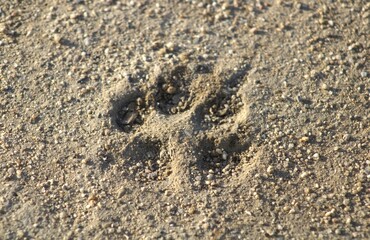 dog paw prints in the sand
