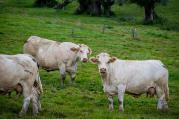 Fototapeta premium Vaches dans la campagne Française en Bourgogne-Franche-Comté
