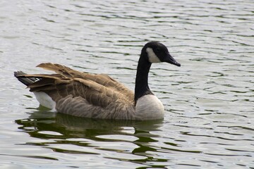 goose with black and white detailing near water