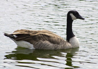 goose with black and white detailing near water
