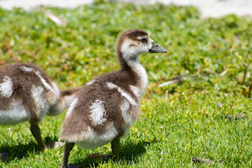 baby gosling geese with mother near water