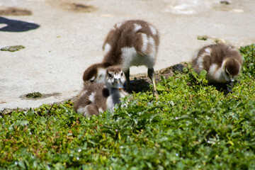 baby gosling geese with mother near water