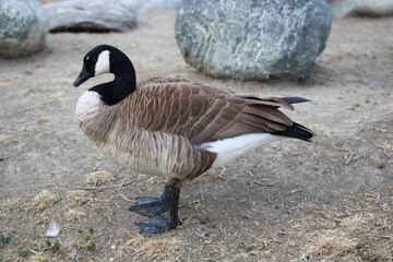 canadian goose near rocks up close