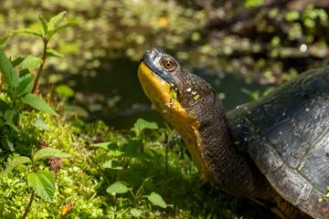 Rare Blandings Turtle close up of face
