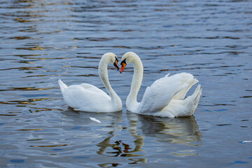 Obraz premium The mute swan. Two white swans court females in the spring. Mute Swans on the river. Swans in love.