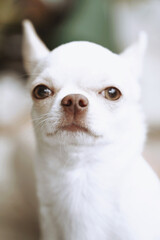 close up portrait of a chihuahua