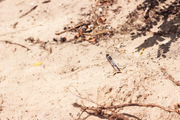 A beautiful large blue dragonfly (Orthetrum cancellatum) sits on a twig on a background of river sand