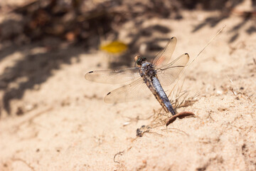 A beautiful large blue dragonfly (Orthetrum cancellatum) sits on a twig on a background of river sand