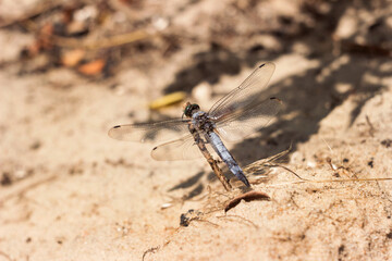 A beautiful large blue dragonfly (Orthetrum cancellatum) sits on a twig on a background of river sand