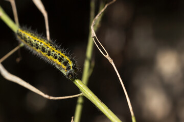 Green and yellow hairy spotted caterpillar (Pieris cheiranthi) on branch of arugula. The caterpillar of a pest butterfly is a glutton of vegetables