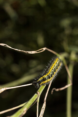 Green and yellow hairy spotted caterpillar (Pieris cheiranthi) on branch of arugula. The caterpillar of a pest butterfly is a glutton of vegetables