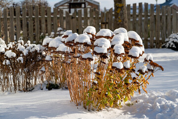 Snow covered sedum and other perennial plants in a snow covered flower bed.