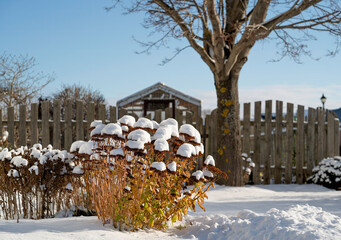 Snow covered sedum and other perennial plants in a snow covered flower bed.