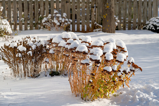 Snow covered sedum and other perennial plants in a snow covered flower bed.