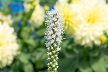 Close up of a dense blazing star (liatris spicata) flower in bloom