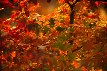 Autumn forest. Forest autumn landscape in sunny day. The autumn fall. Orange fall leaves in park, autumn natural background. Orange color tree, red maple leaves in fall forest.