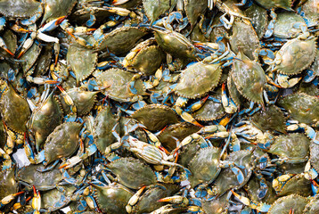 A crab background. The crab seafood concept. Portunus pelagicus, blue crabs, blue manna crabs. A fresh, raw flowers crabs. Seafood market. A background for a market or a restaurant menu.